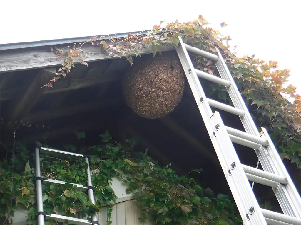 蜂駆除(スズメバチ)　施工前