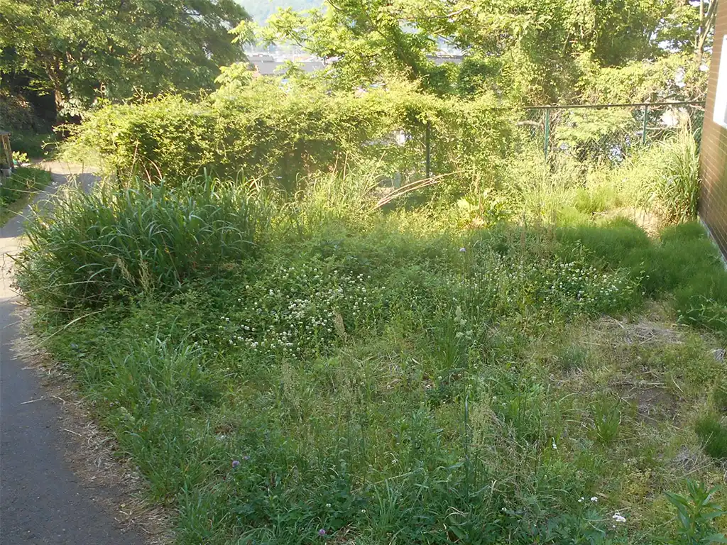 除草作業　施工前